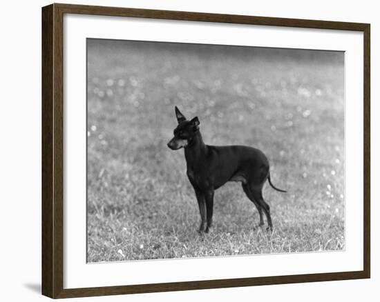 English Toy Terrier - Fall-Thomas Fall-Framed Photographic Print