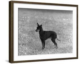 English Toy Terrier - Fall-Thomas Fall-Framed Photographic Print