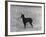 English Toy Terrier - Fall-Thomas Fall-Framed Photographic Print