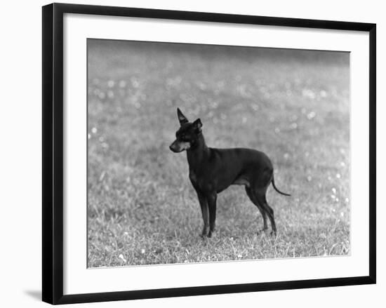 English Toy Terrier - Fall-Thomas Fall-Framed Photographic Print