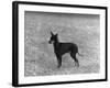 English Toy Terrier - Fall-Thomas Fall-Framed Photographic Print