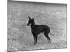 English Toy Terrier - Fall-Thomas Fall-Mounted Photographic Print