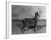 English Toy Terrier - Fall-Thomas Fall-Framed Photographic Print