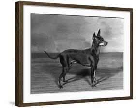 English Toy Terrier - Fall-Thomas Fall-Framed Photographic Print