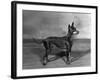 English Toy Terrier - Fall-Thomas Fall-Framed Photographic Print
