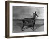 English Toy Terrier - Fall-Thomas Fall-Framed Photographic Print