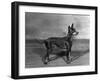 English Toy Terrier - Fall-Thomas Fall-Framed Photographic Print