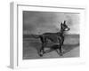 English Toy Terrier - Fall-Thomas Fall-Framed Photographic Print