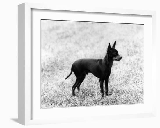 English Toy Terrier - Fall-Thomas Fall-Framed Photographic Print