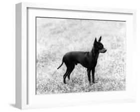 English Toy Terrier - Fall-Thomas Fall-Framed Photographic Print