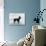 English Toy Terrier - Fall-Thomas Fall-Photographic Print displayed on a wall