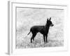 English Toy Terrier - Fall-Thomas Fall-Framed Photographic Print