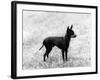 English Toy Terrier - Fall-Thomas Fall-Framed Photographic Print