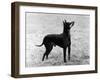 English Toy Terrier - Fall-Thomas Fall-Framed Photographic Print