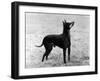 English Toy Terrier - Fall-Thomas Fall-Framed Photographic Print