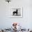 English Toy Terrier - Fall-Thomas Fall-Framed Photographic Print displayed on a wall