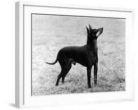 English Toy Terrier - Fall-Thomas Fall-Framed Photographic Print