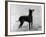 English Toy Terrier - Fall-Thomas Fall-Framed Photographic Print