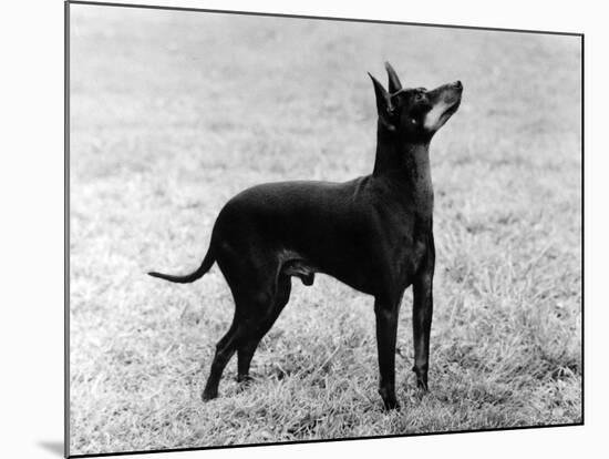 English Toy Terrier - Fall-Thomas Fall-Mounted Photographic Print