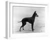 English Toy Terrier - Fall-Thomas Fall-Framed Photographic Print