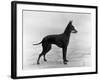 English Toy Terrier - Fall-Thomas Fall-Framed Photographic Print