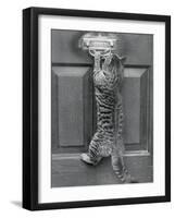 English Watch Cat-null-Framed Photographic Print