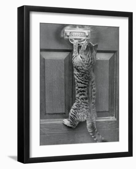 English Watch Cat-null-Framed Photographic Print