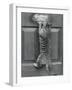 English Watch Cat-null-Framed Photographic Print