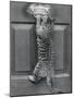 English Watch Cat-null-Mounted Photographic Print