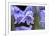 English wood hyacinth, USA-Lisa Engelbrecht-Framed Photographic Print