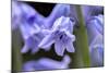 English wood hyacinth, USA-Lisa Engelbrecht-Mounted Photographic Print