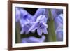 English wood hyacinth, USA-Lisa Engelbrecht-Framed Photographic Print