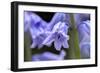 English wood hyacinth, USA-Lisa Engelbrecht-Framed Photographic Print