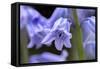 English wood hyacinth, USA-Lisa Engelbrecht-Framed Stretched Canvas