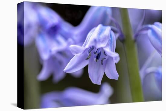 English wood hyacinth, USA-Lisa Engelbrecht-Stretched Canvas
