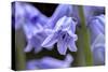 English wood hyacinth, USA-Lisa Engelbrecht-Stretched Canvas