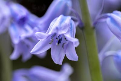 English Wood Hyacinth Usa Photographic Print Lisa Engelbrecht Allposters Com