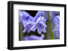 English wood hyacinth, USA-Lisa Engelbrecht-Framed Photographic Print