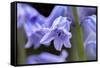 English wood hyacinth, USA-Lisa Engelbrecht-Framed Stretched Canvas