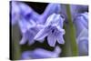 English wood hyacinth, USA-Lisa Engelbrecht-Stretched Canvas