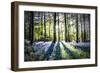 English Woodland in Spring-Mark Gemmell-Framed Photographic Print