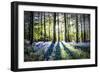 English Woodland in Spring-Mark Gemmell-Framed Photographic Print