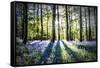 English Woodland in Spring-Mark Gemmell-Framed Stretched Canvas