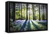 English Woodland in Spring-Mark Gemmell-Framed Stretched Canvas