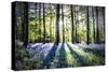 English Woodland in Spring-Mark Gemmell-Stretched Canvas