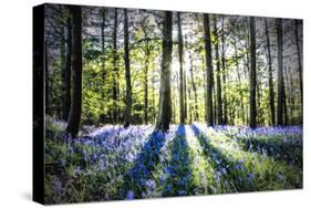 English Woodland in Spring-Mark Gemmell-Stretched Canvas
