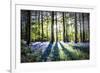 English Woodland in Spring-Mark Gemmell-Framed Photographic Print