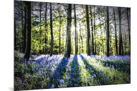English Woodland in Spring-Mark Gemmell-Mounted Photographic Print