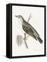 Engraved Birds III BW-Wild Apple Portfolio-Framed Stretched Canvas