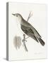 Engraved Birds III BW-Wild Apple Portfolio-Stretched Canvas